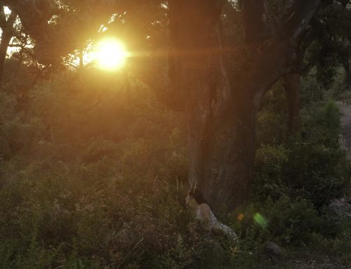 Sehnsuchtsdämmerung – El ocaso del anhelo